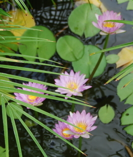 lilies.jpg